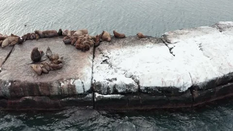 Wild eared seals rest on the rocks near the Pacific Ocean. Video stock 169545138