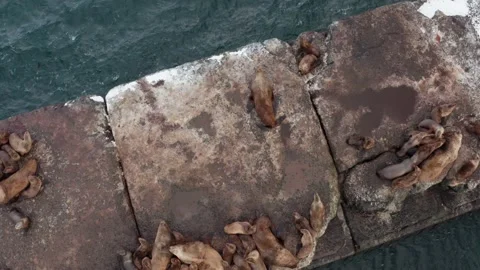 Wild eared seals rest on the rocks near the Pacific Ocean. Stock Footage 169545750