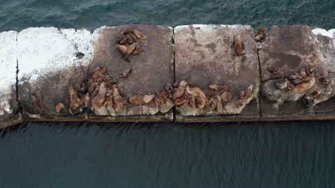 Wild eared seals rest on the rocks near the Pacific Ocean. Video stock 169545808