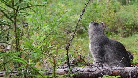 A wild, earless forest cat inspects the surrounding space Stock Footage 160852686