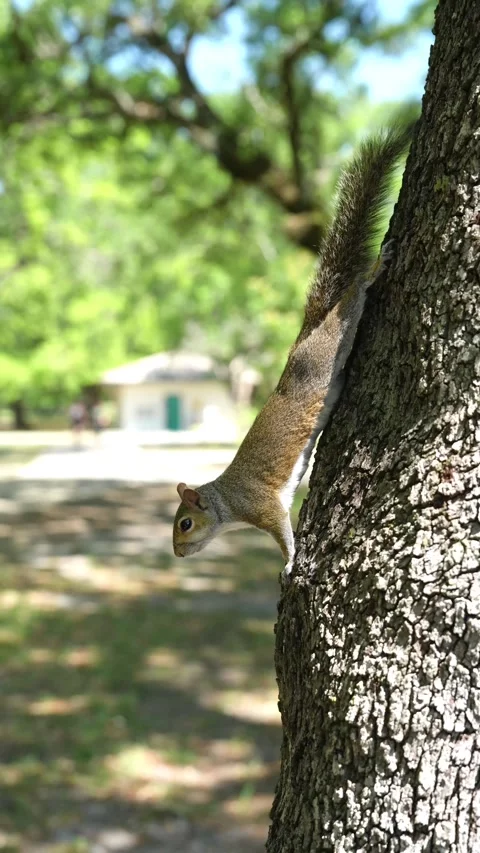 Wild eastern gray squirrel climbing down a tree trunk with rough bark. Stock Footage 341701103