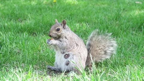 A wild eastern gray squirrel  库存影片 141231446