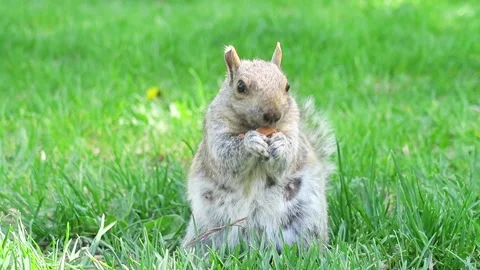 A wild eastern gray squirrel  库存影片 141231494