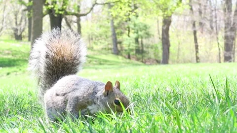 A wild eastern gray squirrel  库存影片 141231586