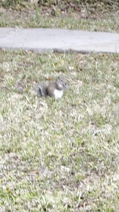 Wild Eastern Gray Squirrel Nibbling nut on forest floor. Vídeo Stock 345285092