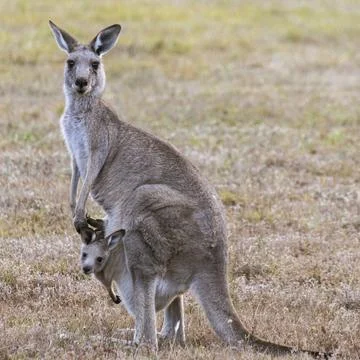 Wild Eastern grey kangaroo and adorable joey at sunset, Australia Stock Photos
