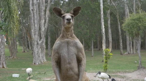 Wild Eastern Grey Kangaroo Frontal Shot - 4k Stock Footage 58568486