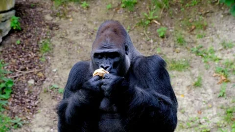 Wild Eastern Lowland Gorilla Eating In Forest Stock Footage 322210973