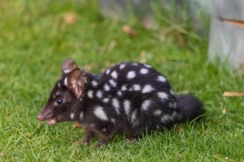 A wild Eastern ( or Spotted ) Quoll in Tasmania, Australia Stock Photos