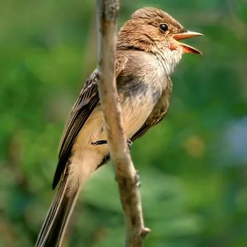 Wild eastern phoebe songbird calling in natural green forest habitat Stock Photos