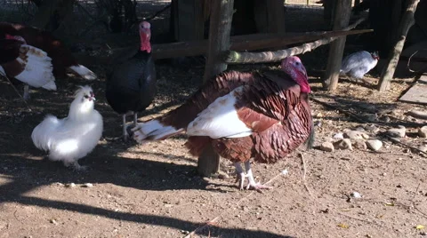 Wild Eastern Turkey Stock Footage 67013016