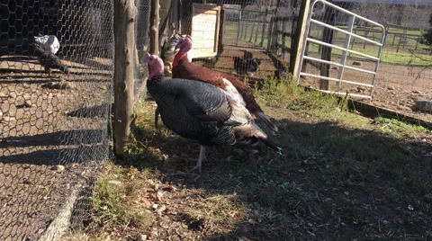 Wild Eastern Turkey Stock Footage 67016333