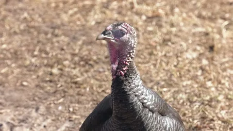 Wild Eastern turkey head shot close up.  Close Up of a Turkey's Head Stock Footage 196267562