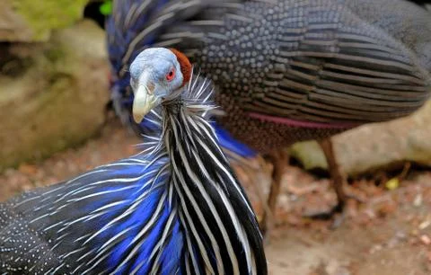 Wild Eastern turkey head shot close up Stock Photos