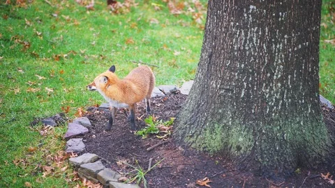 Wild Eastern Virginia fox rubbing scratching against ground soil Stock Footage 126659855