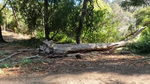 Wild Echidna Foraging on Forest Floor in Its Natural Habitat at Tower Hill .. Stock Footage 312066466