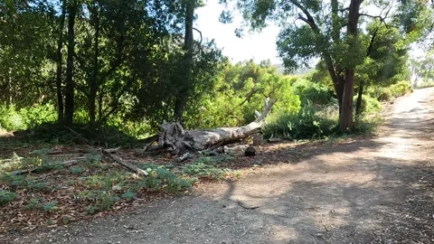 Wild Echidna Foraging on Forest Floor in Its Natural Habitat at Tower Hill .. Stock-Footage 312066477