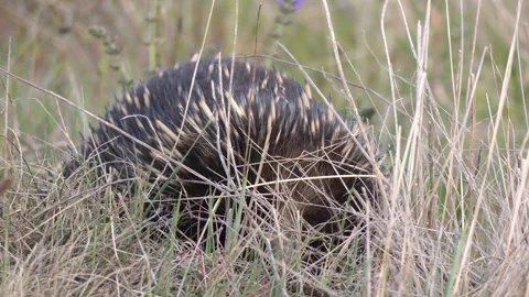 Wild Echidna hiding face behind grass in Australian field Stock Footage 329365501