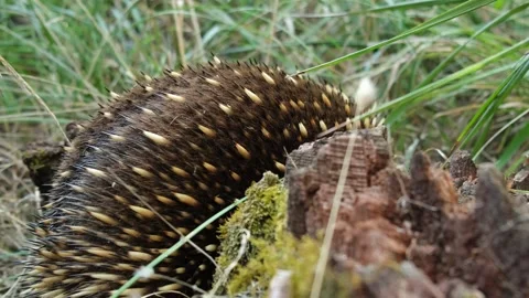 Wild echidna looking for ants and walks away in high grass Stock Footage 242831867