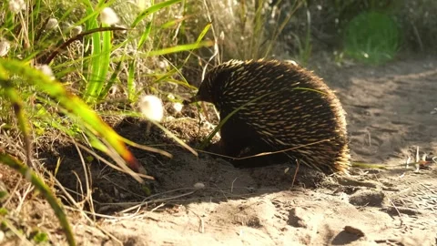 Wild echidna looking for ants and walks away in high grass Stock Footage 243141541