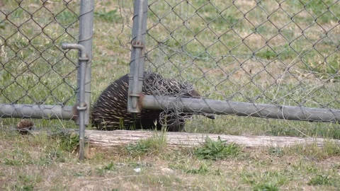 Wild Echidna pushing underneath a gate fence human impacted environment Stock Footage 329365486