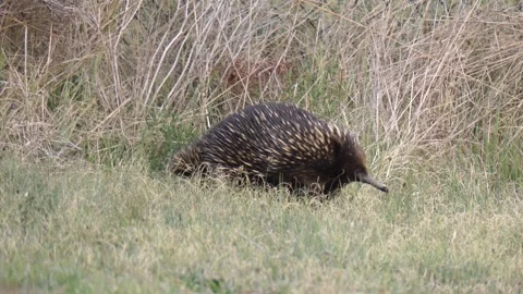 Wild echidna walking through long grass in Australian bush Stock Footage 329363599