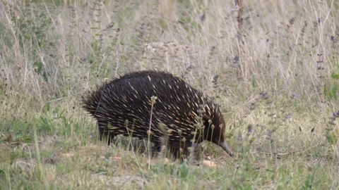 Wild echidna walking through long grass in Australian bush 스톡 동영상 329363717