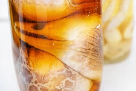 Wild eel snake is coiled up inside a glass jar Stock Photos