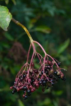 Wild Elderberries on Branch Macro Stock Photos