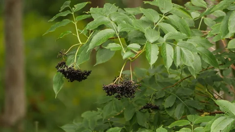 Wild Elderberry Stock Footage 231233983