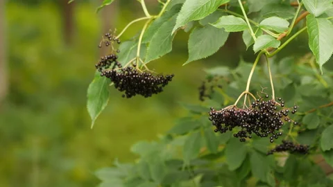 Wild Elderberry Stock Footage 231234621