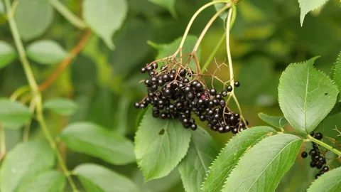 Wild Elderberry Stock Footage 231235943