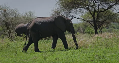 A wild elephant in Africa Stock Footage 333135166