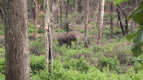 Wild elephant alone in a forest 動画素材 92899980