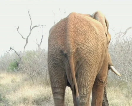 A wild elephant cleans and eats roots. Video stock 94863