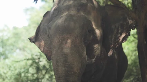 Wild elephant close up Stock Footage 109420911