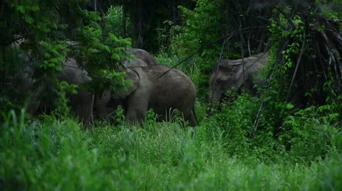 Wild elephant in the deep forest Vidéo 67733956