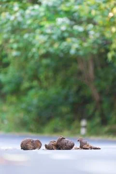Wild elephant dung Stock Photos