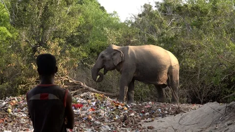 Wild elephant eating from pile of trash left by temple celebrations Vidéo 93380715