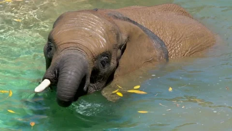 Wild elephant eats leaves in lagoon water Stock Footage 136201621