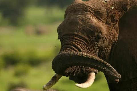 Wild Elephant (Elephantidae) in African Botswana savannah Stock Photos