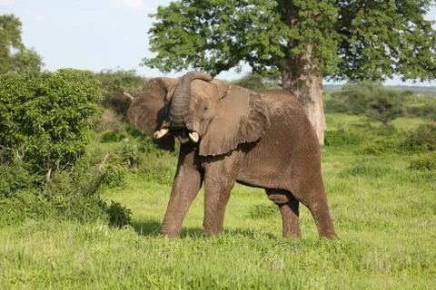 Wild Elephant (Elephantidae) in African Botswana savannah Stock Photos