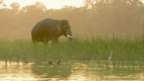 Wild Elephant feeding Stock Footage 112980593