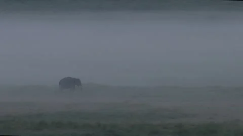 Wild Elephant in fog Stock Footage 319754101