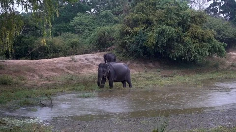 Wild elephant Video stock 97845100