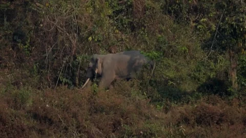 Wild elephant Video stock 306864190