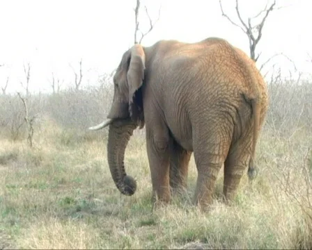 Wild elephant foraging while walking. Video stock 94864