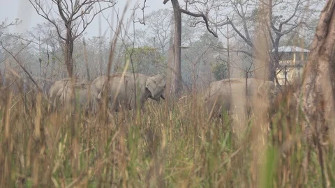 Wild Elephant herd crossing grass field 01 Stockbeeldmateriaal 105555858
