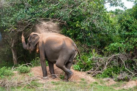 Wild Elephant Stock Photos