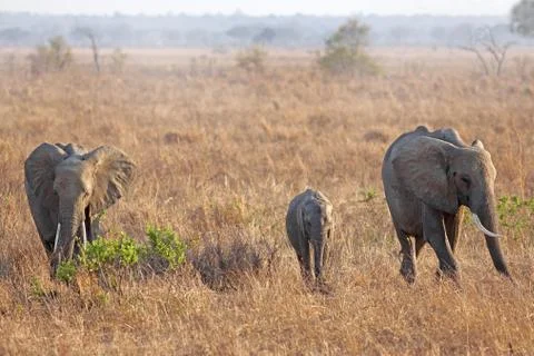 Wild Elephant Stock Photos
